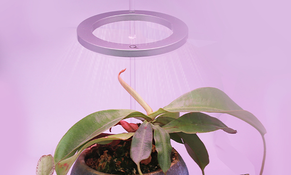 What is a Plant Grow Light?