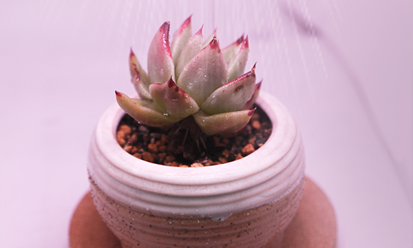 The Complete Guide for Properly Growing Succulents
