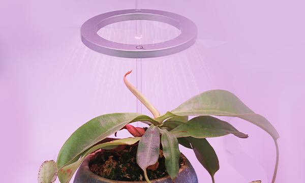 Best Grow Lights for Houseplants That Promote Fast Growth