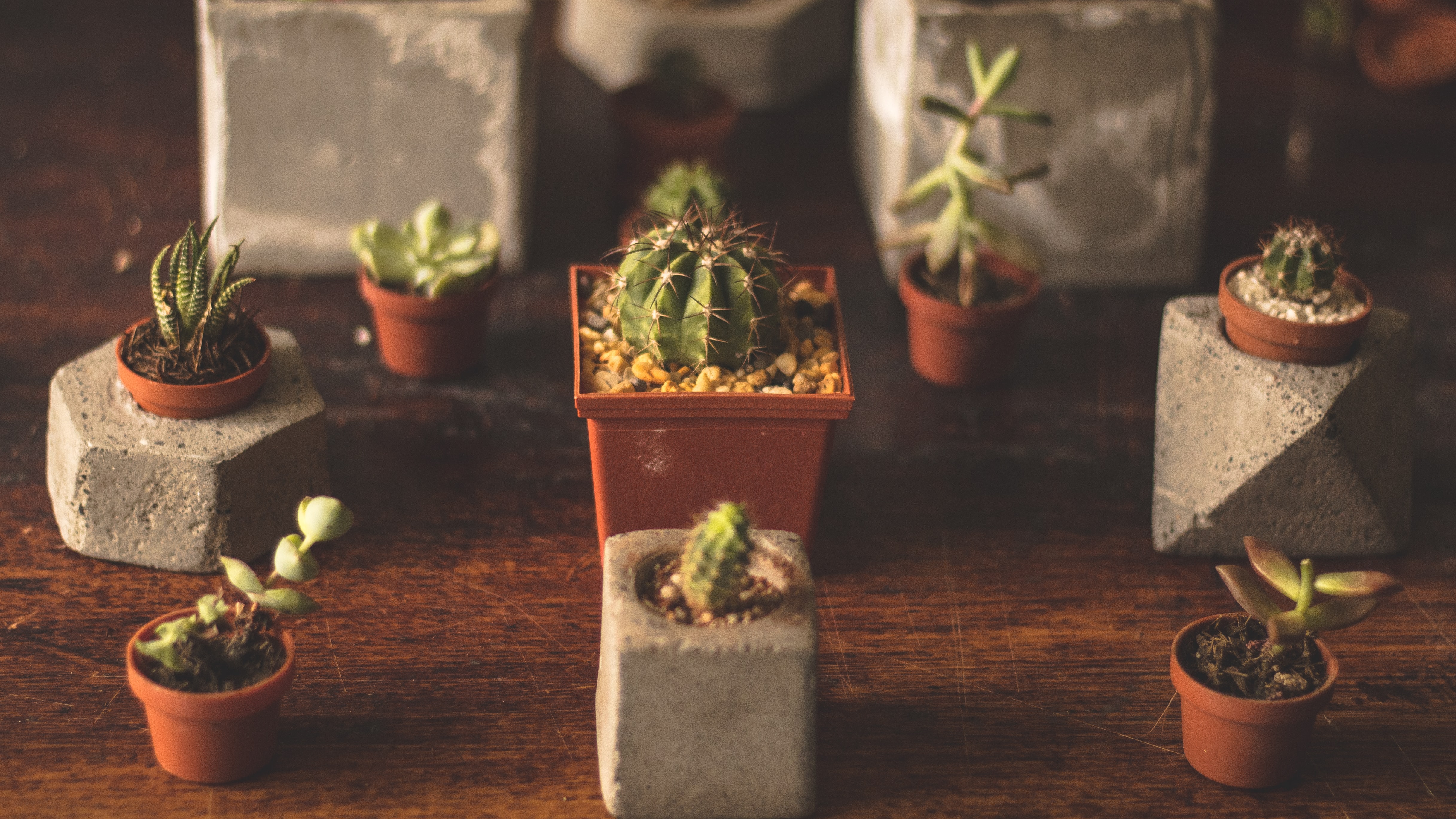 Grow light online for cactus