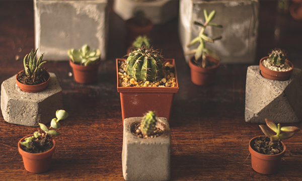 How to Grow Cactus with Grow Lights