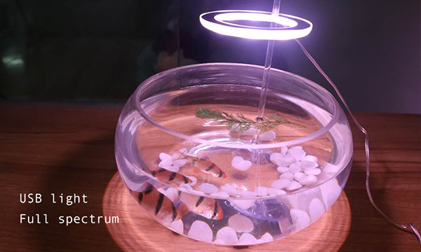 Best Light for Aquarium Plants